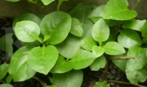 3 Daun Alami untuk Kesehatan Mata