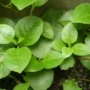 3 Daun Alami untuk Kesehatan Mata