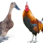 Daging Bebek vs Ayam Mana yang Lebih Sehat