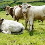 Tips Pilih Hewan Kurban Sehat & Bebas Zoonosis