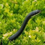 5 Tanaman yang Menarik Ular Wajib Dihindari di Rumah