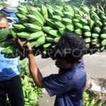 Mendorong Daya Saing Bangsa: Strategi Jitu Meningkatkan Ekspor Lokal