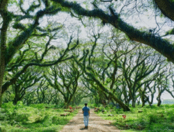 Empat Destinasi Liburan Banyuwangi yang Wajib Dikunjungi