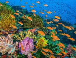 Bunaken Jadi Surga Wisata Laut Terpopuler di Indonesia